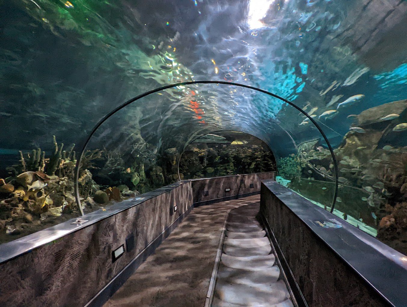 Touch tanks at the aquarium